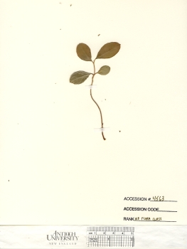 primary herbarium image