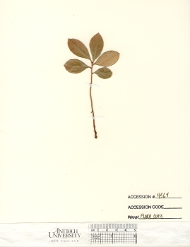 primary herbarium image