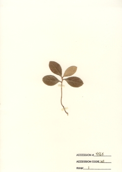 primary herbarium image