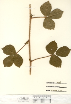 primary herbarium image