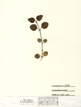 primary herbarium image