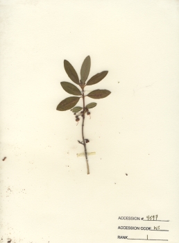 primary herbarium image