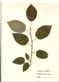 primary herbarium image