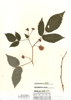 primary herbarium image