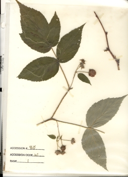 primary herbarium image