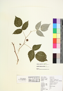 primary herbarium image