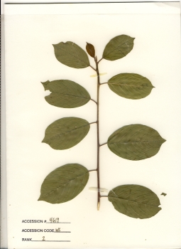 primary herbarium image