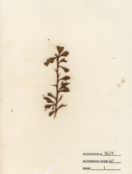 primary herbarium image