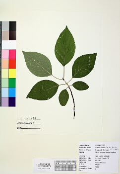 primary herbarium image