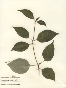 primary herbarium image