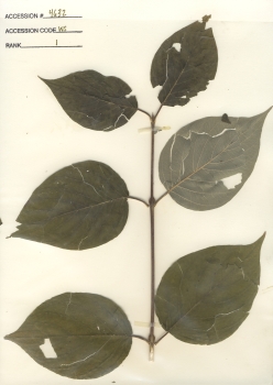 primary herbarium image