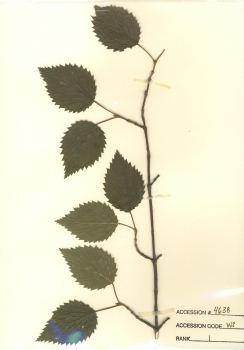 primary herbarium image