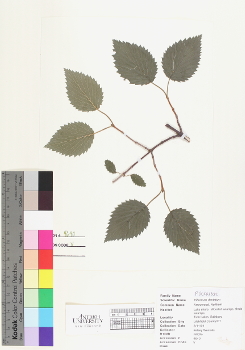 primary herbarium image