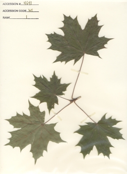 primary herbarium image
