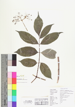primary herbarium image