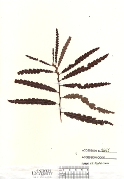 primary herbarium image