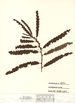 primary herbarium image