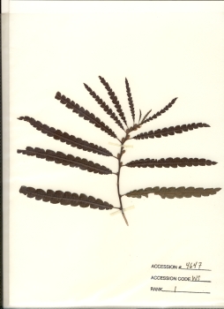 primary herbarium image