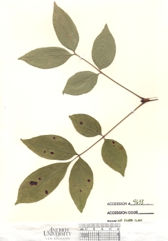 primary herbarium image