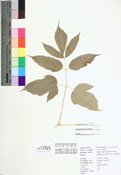 primary herbarium image