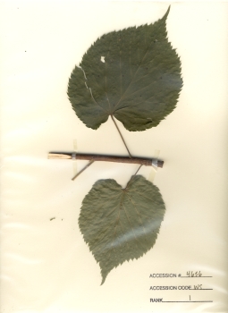 primary herbarium image