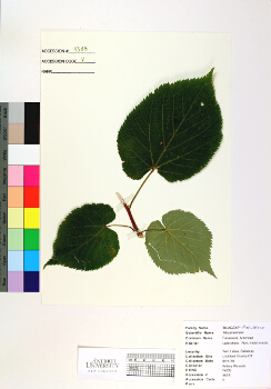 primary herbarium image
