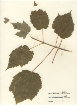 primary herbarium image