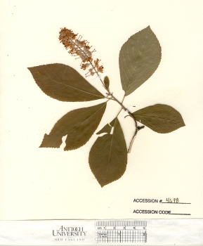 primary herbarium image