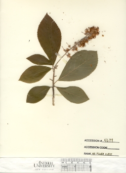 primary herbarium image