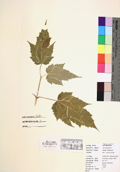 primary herbarium image