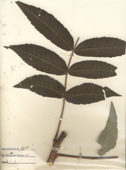 primary herbarium image
