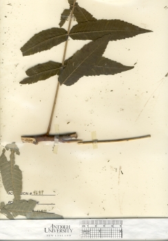primary herbarium image