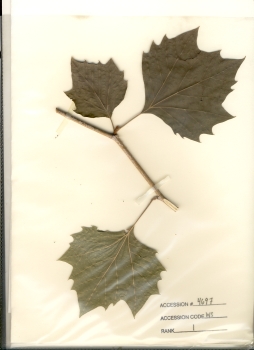 primary herbarium image