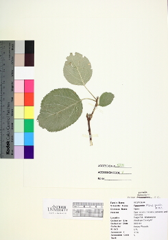 primary herbarium image