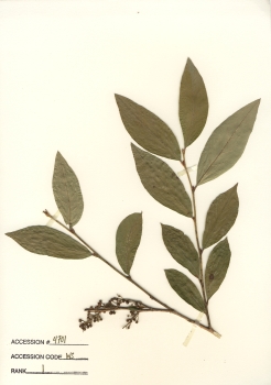 primary herbarium image