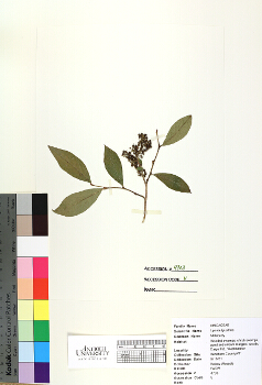 primary herbarium image