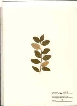 primary herbarium image