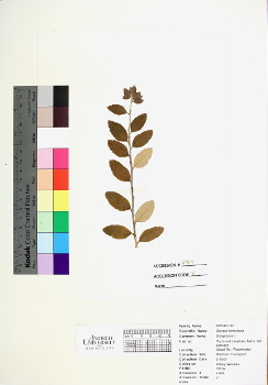 primary herbarium image