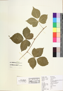 primary herbarium image