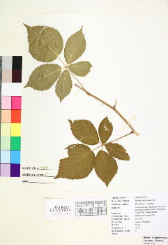 primary herbarium image