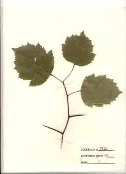 primary herbarium image