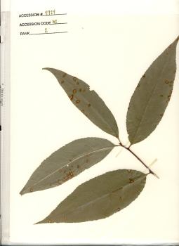 primary herbarium image