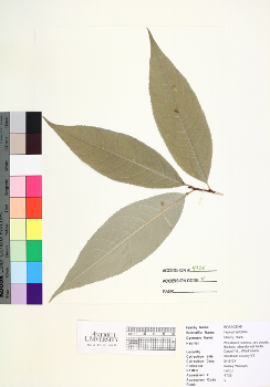 primary herbarium image