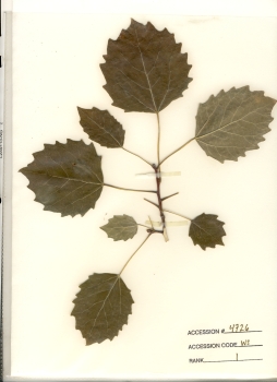 primary herbarium image