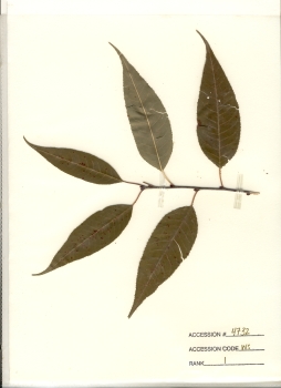primary herbarium image