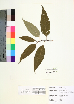 primary herbarium image