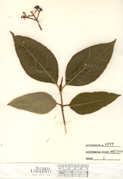 primary herbarium image
