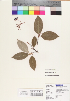 primary herbarium image