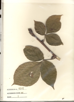 primary herbarium image