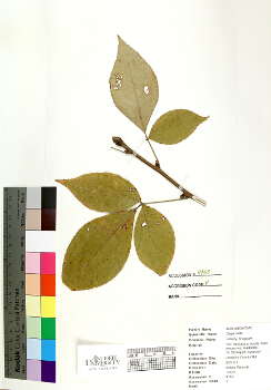 primary herbarium image